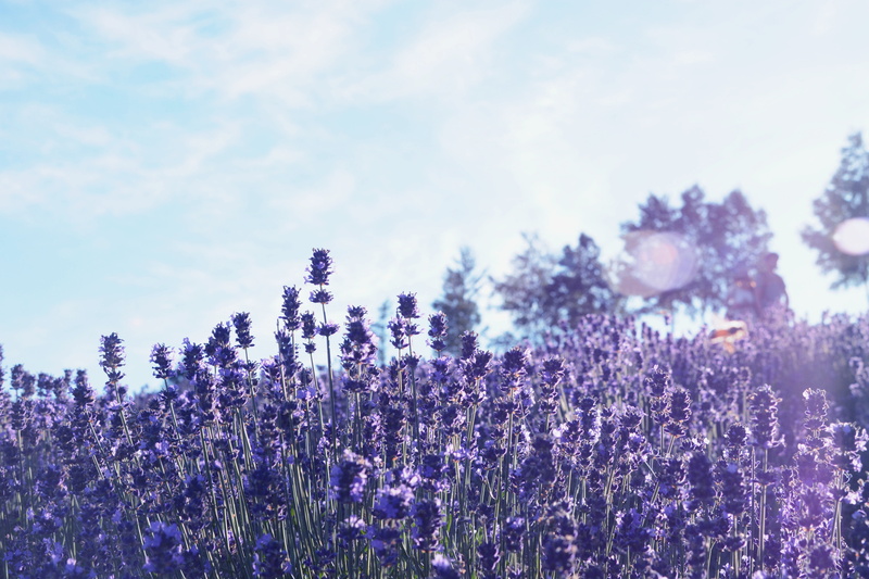 day, nature, purple, field, beauty in nature, desktop, sky, lavender, flowering plant, cloud - sky, freshness, tree, furano, hokkaido, petaled, outdoors