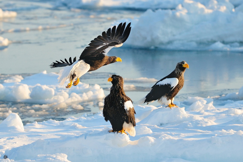 predator, bird, Stellers sea eagle, hawk, Hokkaido, Japan, black, 1080P, brown, snow, winter, three, birds, white