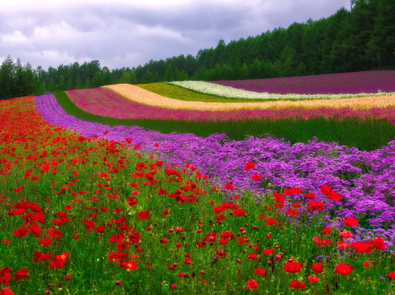 tranquility, garden, purple, Farm, no people, multicolored, freshness, outdoors, tomita, Morning, Seasons, sorachigun, nakafuranocho, tranquil scene, plant