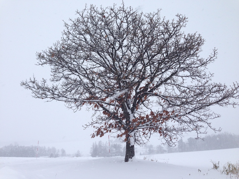 japanese, tree trunk, tranquility, tree, famous, plant, cold temperature, isolated, snow, sky, tranquil scene, trunk, outdoors, furano, extreme weather