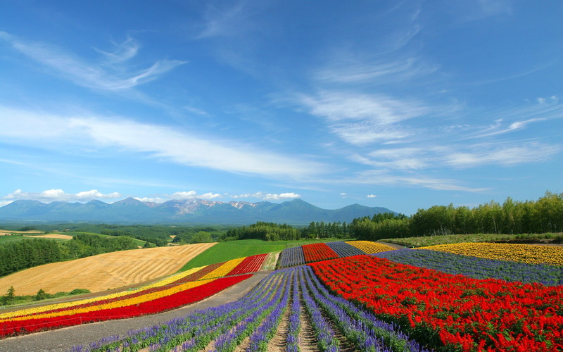 HQ, fields, Landscape, 1080P, art, nature, hokkaido, HD