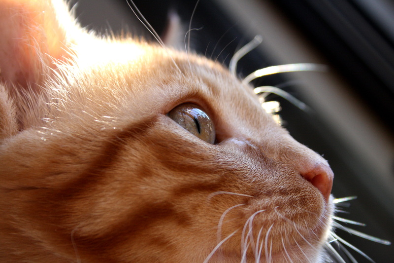 eye, domestic animals, animal themes, animal, animal eye, snout, pelirrojo, no people, gato, animal body part, red hair, whisker, looking away, dog, head