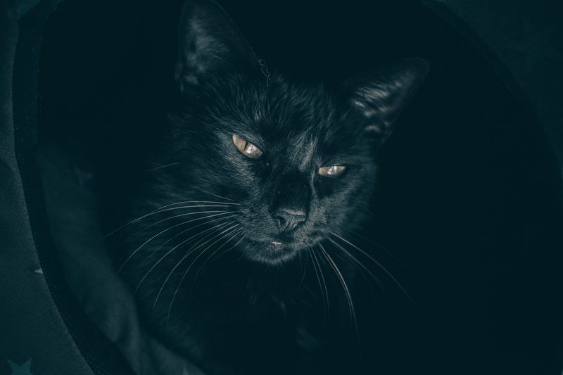 mammal, gato, darkness, black cat, kitty, black background, cat, whisker, 5K, kitten, black, domestic cat, whiskers, gatum, negra, no people, black color