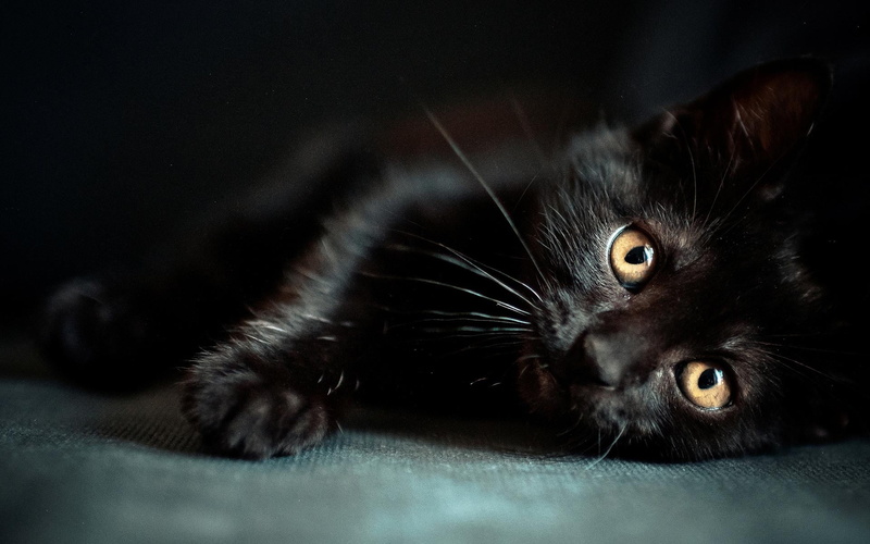 feline, lying down, portrait, panther, close-up, black color, Animals, Black, Gatto, domestic, Gato, Tiger, Wild, indoors, Eyes, Chat, animal eye, domestic animals