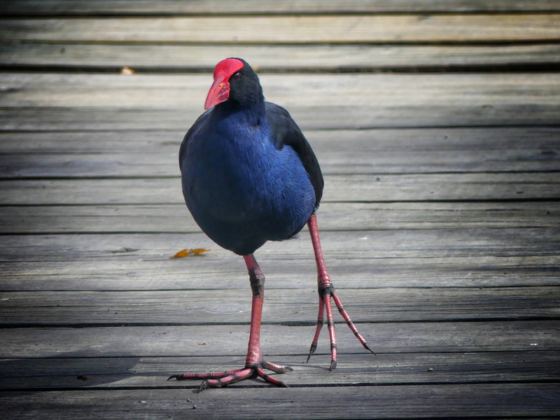 animals in the wild, new zealand, wood, waterfowl, pukeko, focus on foreground, 4K, red, perching, nature, rotorua, pier, blue, ornithology, vertebrate