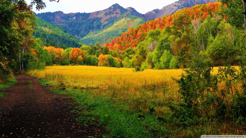 provo, nature and landscapes, canyon, mountains, 1080P, forest, autumn, utah, road