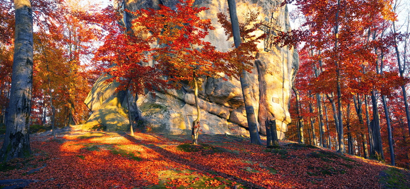 forest, 5K, trees, the sun, stones, Ukraine, autumn, Transcarpathia, leaves