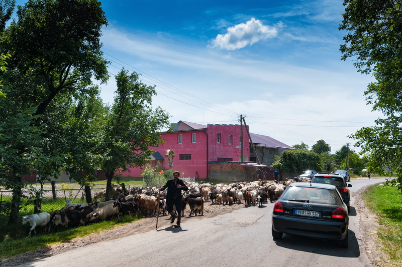 cloud - sky, landscape, real people, sky, transcarpathia, built structure, schäfer, land vehicle, sheep, tree, mountains, plant, mode of transportation
