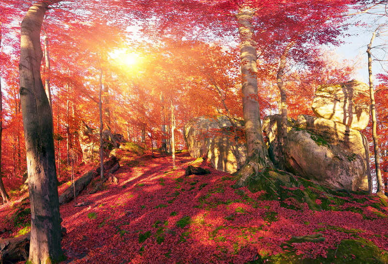 Ukraine, trees, autumn, 4K, moss, stones, leaves, the sun, mountains, forest, Transcarpathia