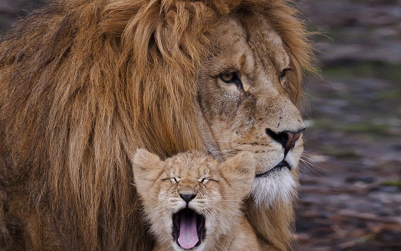 big Cat, no people, portrait, national Park, focus on foreground, east Africa, animal body part, outdoors, lion - Feline, kenya, hair, family, brown, carnivore