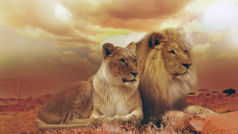outdoors, lioness, young animal, cloud - sky, cat, sky, lion - feline, togetherness, animal, animal family, two animals, feline, lions best hd  for pc  download