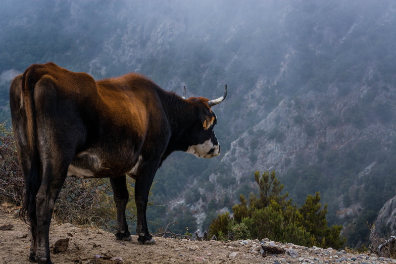 bull - animal, male animal, horned, animal themes, day, herbivorous, one animal, vertebrate, side view, standing, animal wildlife, domestic animals, cow