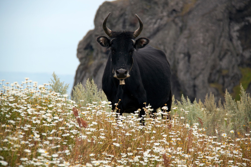 field, black, pasture, green Color, livestock, animal, plant, animals And Pets, looking at camera, animal themes, horns, land, bull - Animal, cattle, daisies