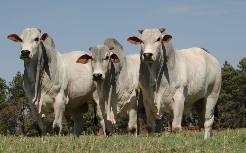 domestic, field, animal themes, Cow, grass, domestic animals, cattle, herd, 1080P, looking at camera, no people, pets, outdoors, Animal, mammal, livestock