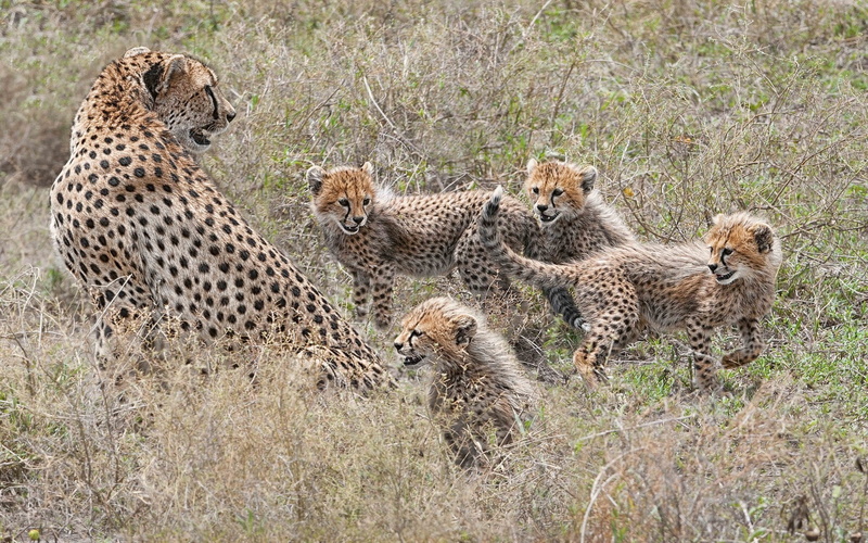 family, kittens, cheetahs, cubs, motherhood, 1080P