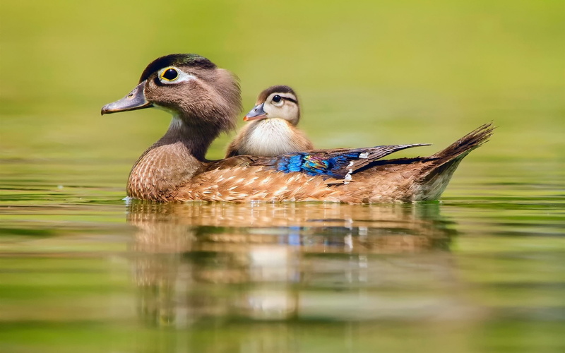 Swimming, black, Duck, two, brown, 1080P, Water, Cub, ducks, Motherhood