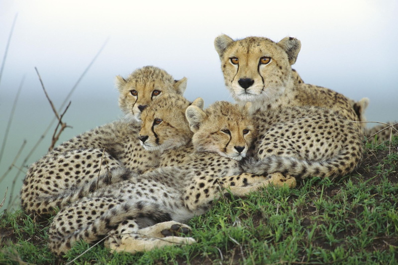 nature Reserve, day, looking, nature, cub, animals In The Wild, mammal, grass, wildlife, vertebrate, plant, tanzania, 1080P, savannah, african Cheetah