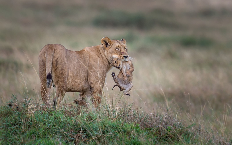 Wildlife, 1080P, Lioness, Cubs