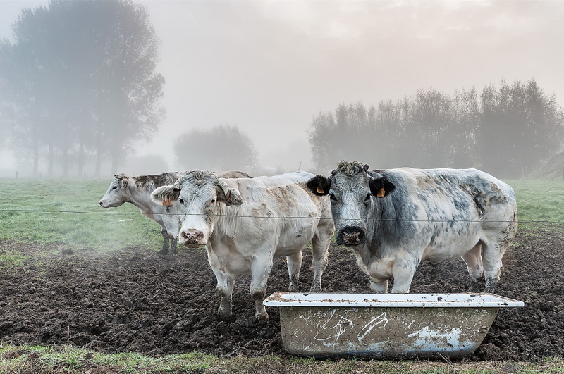 domestic cattle, domestic animals, cow, fog, 1080P, animal, vertebrate, animals, domestic, livestock, no people, cattle, animal themes, tree, nature, group of animals