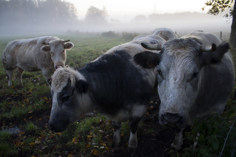 group of animals, cow, grass, mammal, no people, day, plant, vertebrate, fog, livestock, outdoors, land, animal, domestic animals, animal themes, herd