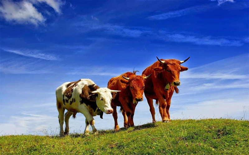 grass, no people, plant, mammal, field, vertebrate, animals, sky, animal, cow, herbivorous, domestic cattle, cattle, cloud - sky, landscape, pets, domestic animals