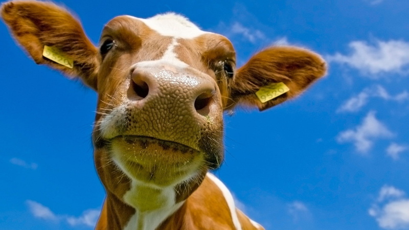 animals, 1080P, sky, blue, cow