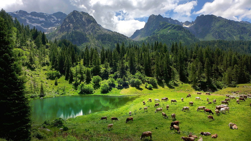 sky, forest, cow, landscape, scenics - nature, plant, outdoors, beauty in nature, mountain range, water, no people, cloud - sky, green color, nature, animal themes