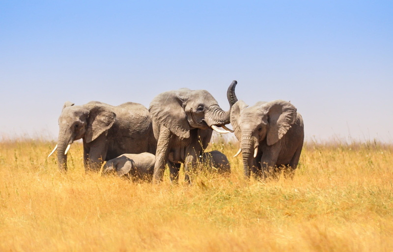 vertebrate, sky, african elephant, animal wildlife, field, herbivorous, animals in the wild, elephant, 1080P, grass, day, clear sky, safari, land, animal