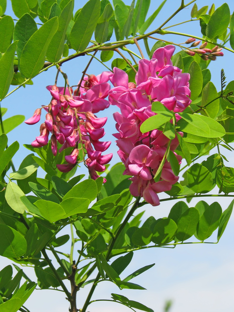 may, low angle view, tree, flower head, growth, plant, branch, flowering plant, bloom, 2K, outdoors, acacia, pink flower, green color, leaf, day, spring