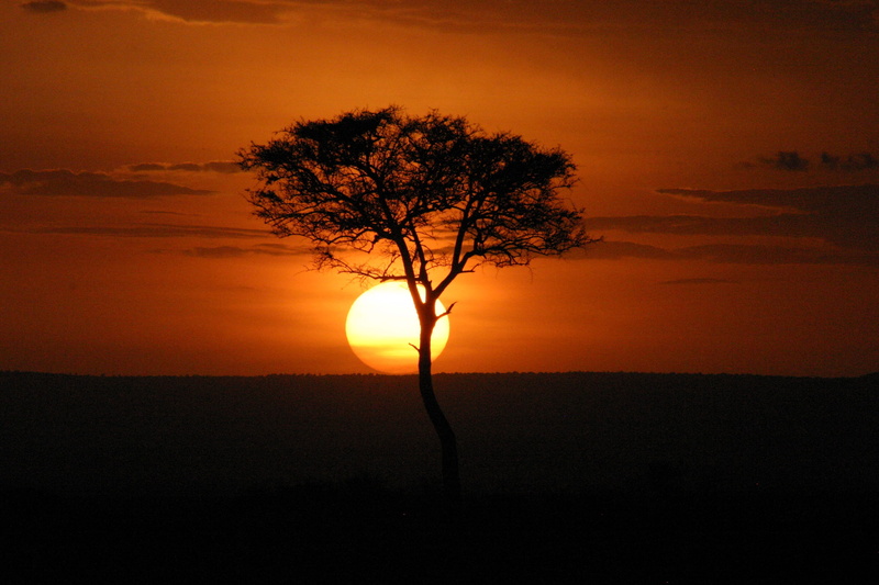 tree, tranquility, branch, bare tree, masai mara, sky, romantic sky, acacia, cloud - sky, nature, orange color, beauty in nature, africa, no people, plant