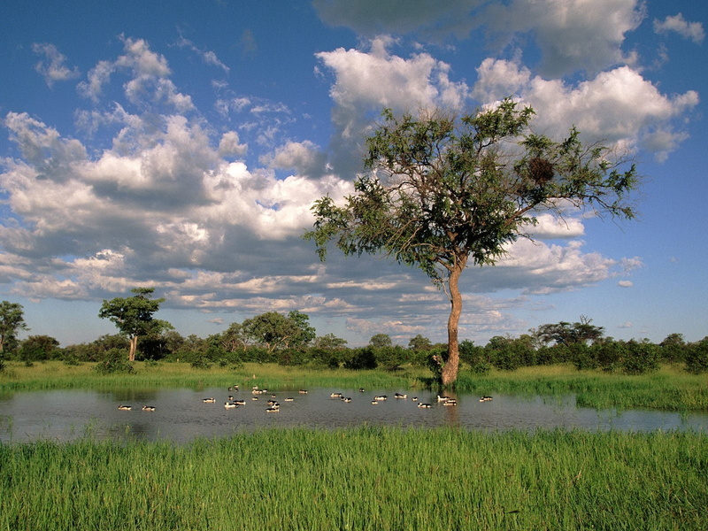tanzania, landscape, sky, okavango Delta, clouds, animal wildlife, lake, leafed, water, outdoors, africa, vertebrate, animal, kenya, acacia Tree, safari