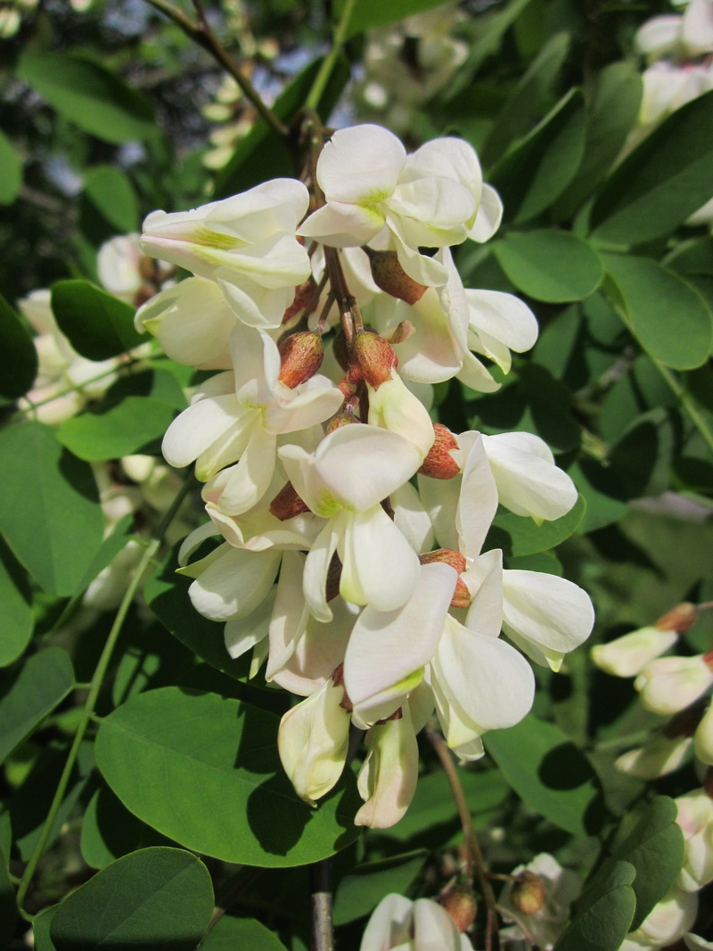 leaf, blossom, focus on foreground, outdoors, vulnerability, close-up, robinia pseudoacacia, nature, flower, fragility, springtime, freshness, false acacia