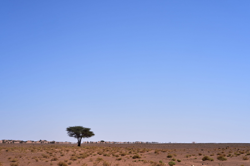 acacia, clear sky, plant, landscape, sahara desert, blue, land, tree, tranquil scene, 5K, climate, fata morgana, outdoors, field, sphere, sand, semi-arid
