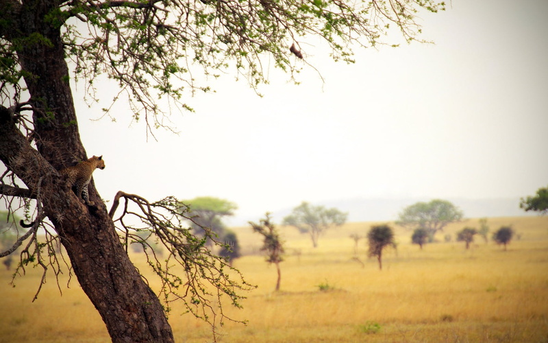 safari, scenics, wood, animals In The Wild, herd, wildlife, environment, sky, tree, trunk, nature, dry, acacia Tree, tree trunk, sunlight, kenya, tanzania