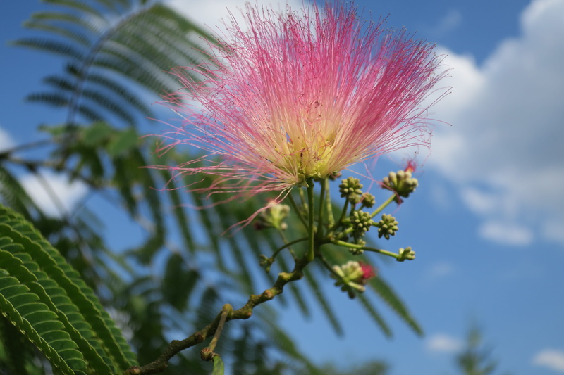 softness, beauty in nature, pink color, growth, close-up, springtime, silk acacia, vulnerability, purple, fragility, nature, no people, 5K, flower, flower head