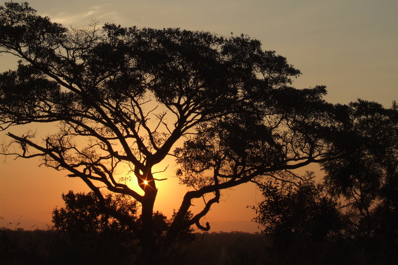 tranquil Scene, scenics - nature, no People, scenics, non-urban scene, forest, trees, back Lit, sunrise - Dawn, orange Color, beauty In Nature, acacia Tree