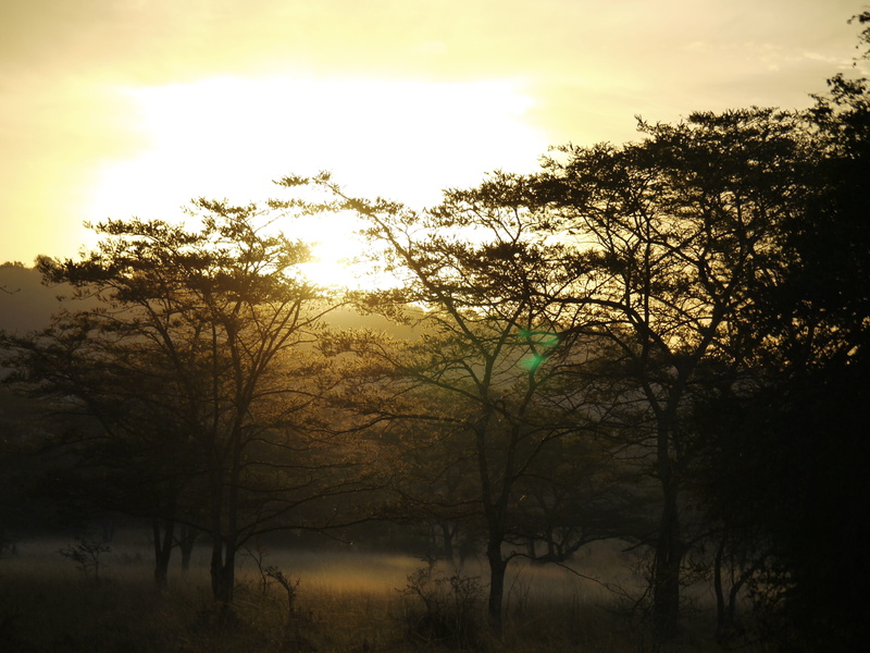 lake mburro, tree, tranquility, plant, sun, branch, scenics - nature, land, fog, idyllic, growth, africa, savannah, Wood, sunset, cloud - sky, mystical