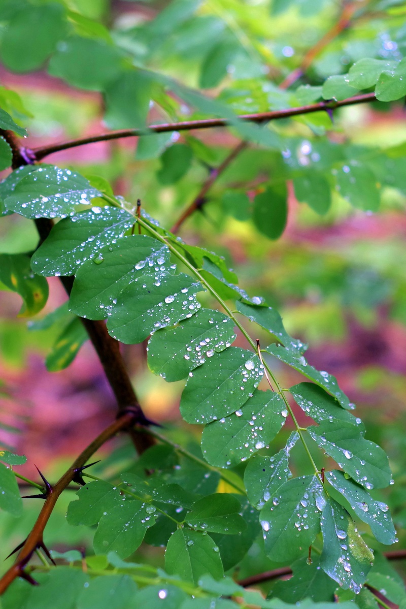 leaf, growth, purity, green, nature, drops, outdoors, green color, wet, acacia, rain, leaves, day, drop, drop of rain, tree, freshness, focus on foreground