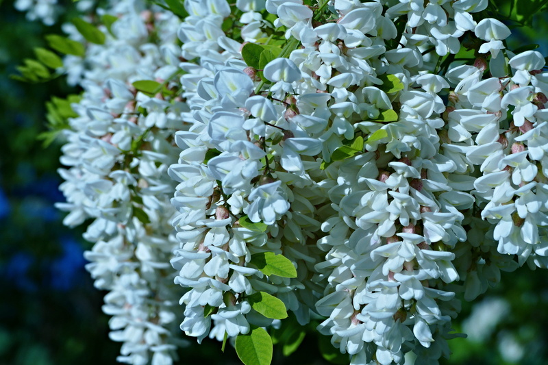 in bloom flowers, acacia, flower head, plant, leaf, lilac, selective focus, flowering plant, petal, growth, springtime, 5K, no people, plant part, white color