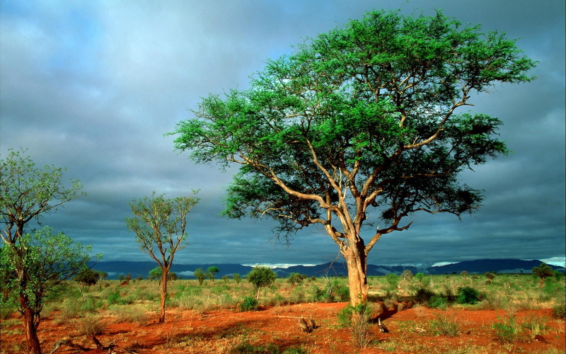 no People, semi-arid, savannah, beauty In Nature, tree, outdoors, blue, growth, climate, mountain, travel, bushes, day, 1080P, rural Scene, grass, acacia Tree