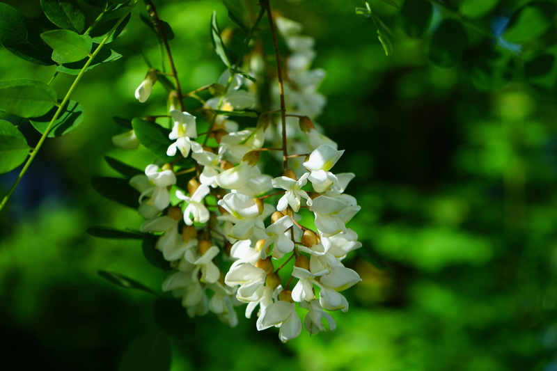 flowers, silver rain, flowering plant, bunch of flowers, inflorescence, petal, false acacia, close-up, white color, tree, bees, selective focus, vulnerability