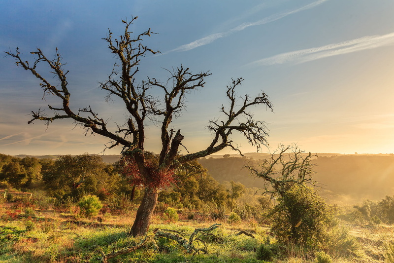 land, remote, shrubs, tranquil Scene, field, mountain, rural Scene, nature, desert, outdoors, sunset, acacia Tree, wilderness Area, hills, no People, summer
