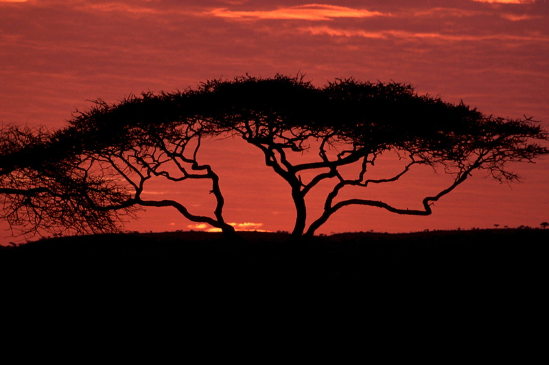 mammal, jungle, dramatic sky, tree, outdoors, beauty in nature, animal, scenics - nature, sunset, nature, dark, animal themes, cloud - sky, silhouette