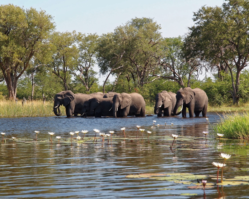 waterfront, animal family, herbivorous, vertebrate, wild, botswana, tree, safari, group of animals, elephant, water, animal, okavango delta, 2K, animal themes