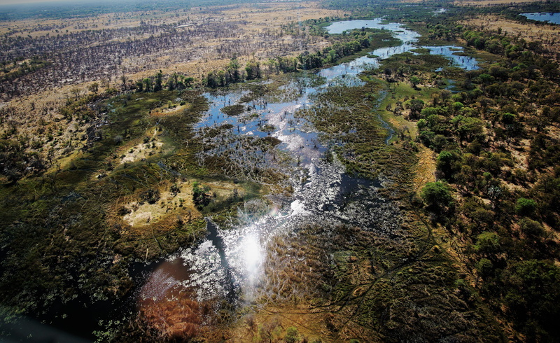 beauty in nature, day, delta, maun, motion, environment, flowing water, no people, plant, 5K, forest, tree, scenics - nature, botswana, water, flowing