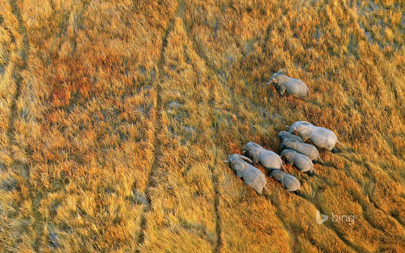 1080P, Botswana, grass, the Okavango Delta, elephants, Africa