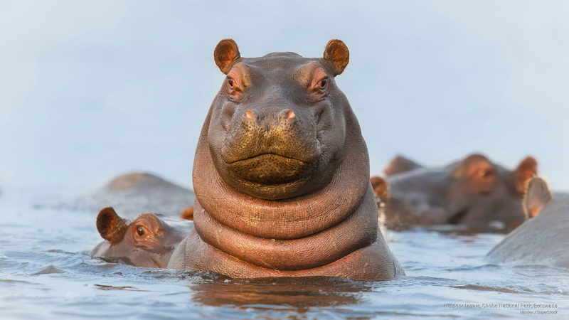 park, botswana, Animals, national, 2K, hippopotamus, chobe