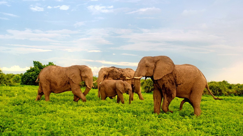african, national, botswana, hd, africa, elephants, desktop, park, 1080P, chobe