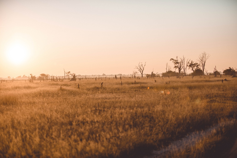 environment, plain, scenics - nature, dead trees, botswana, mist, landscape, morning, tranquility, copy space, no people, sunrise, agriculture, grass, sky
