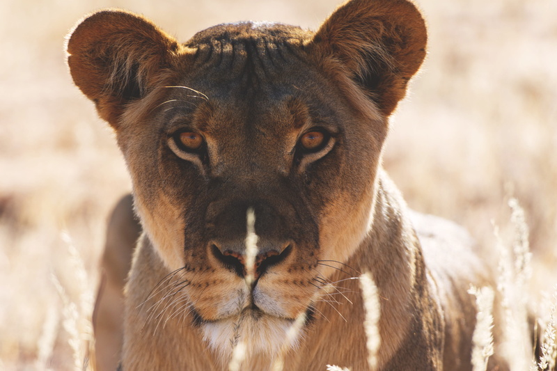 natural, animal themes, safari Animals, wildlife, cats, wild, domestic animals, no people, day, animals In The Wild, 4K, animals And Pets, undomesticated Cat
